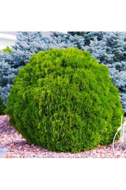 Туя западная Грин Глоб в саду